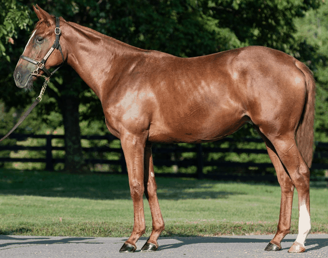 Animation showing Hippik's shoulder angle analysis on a yearling
